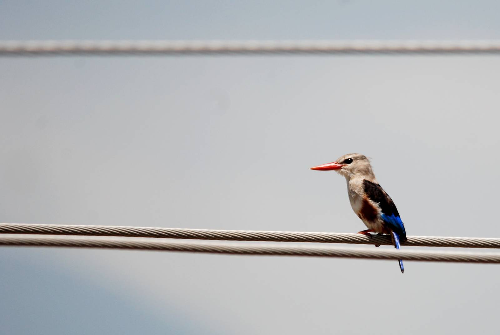 Grey-headed Kingfisher at Lake Koka, 13/10/14