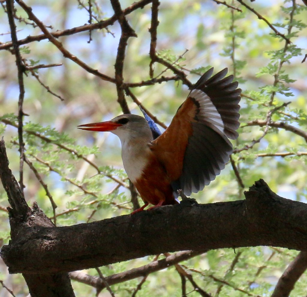 Grey-headed Kingfisher displaying