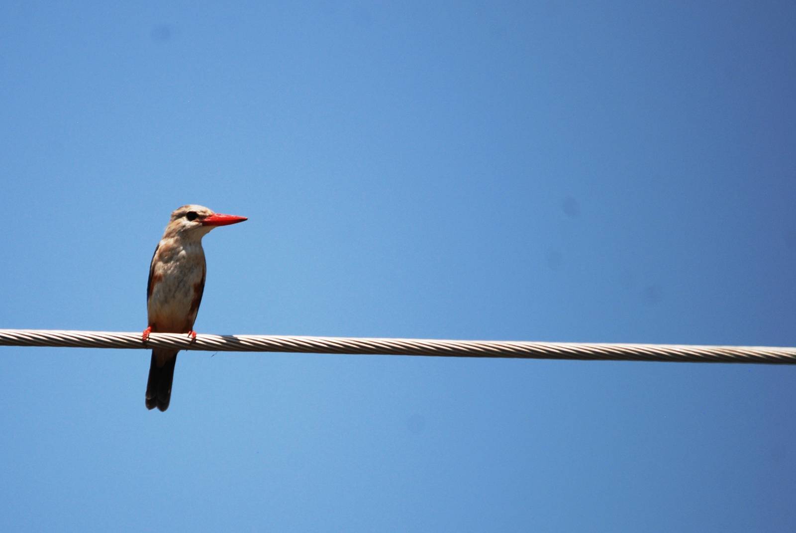 Grey-headed Kingfisher in Awash NP, 12/10/14