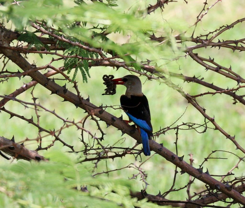 Grey-headed Kingfisher with large spider
