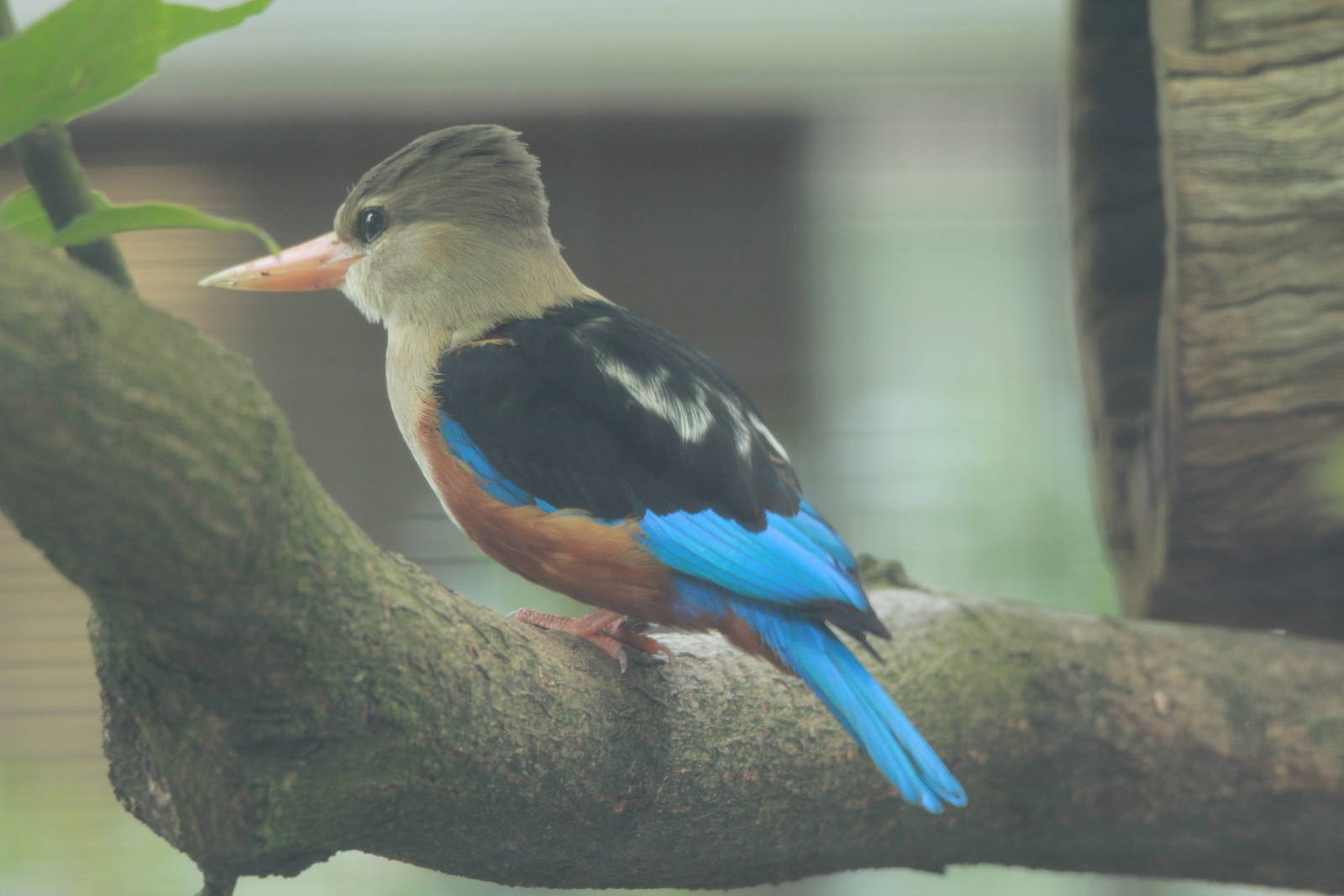 Grey-headed Kingfisher