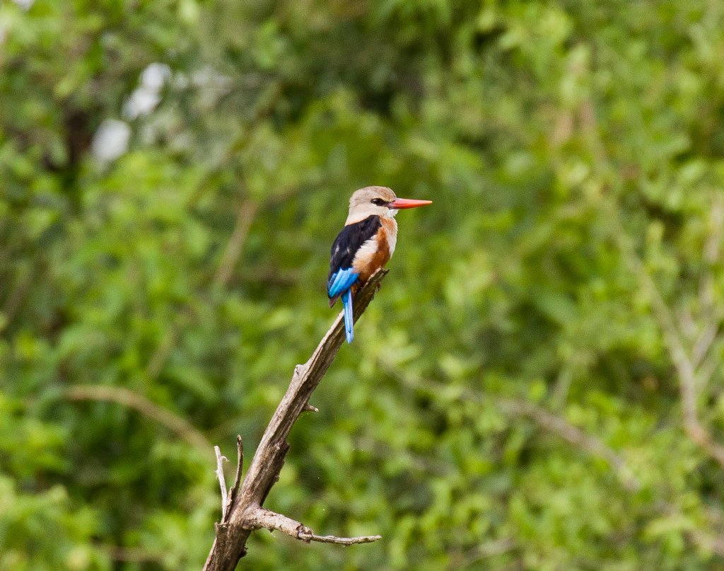 Grey-headed Kingfisher
