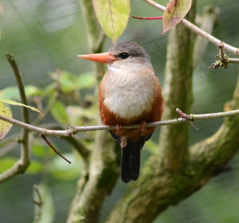 GREY-HEADED KINGFISHER