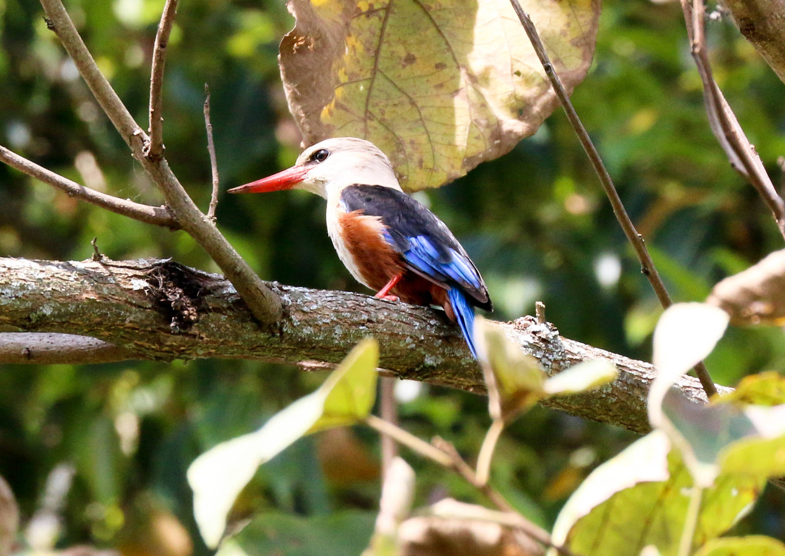 Grey-headed Kingfisher