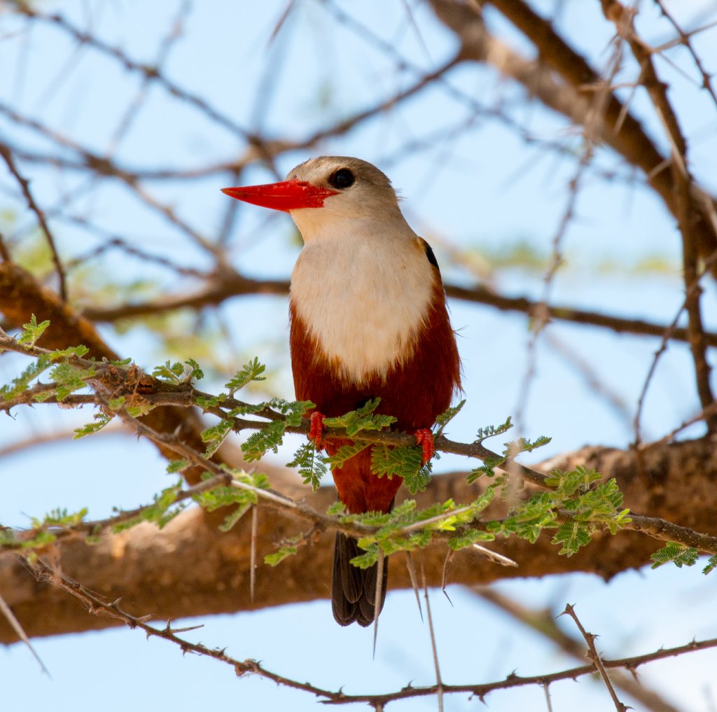 Grey-headed Kingfisher