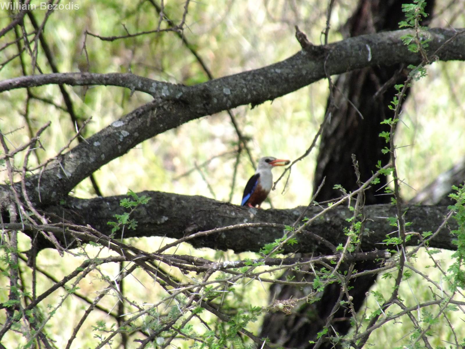 Grey-headed Kingfisher