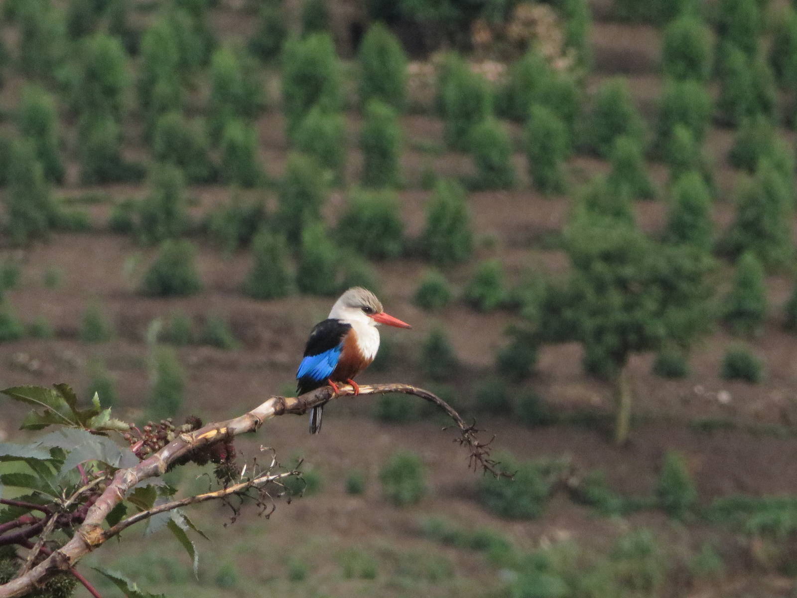 Grey-headed kingfisher
