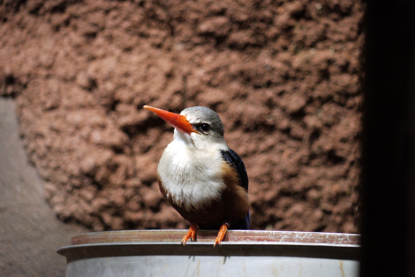 Grey-Headed Kingfisher