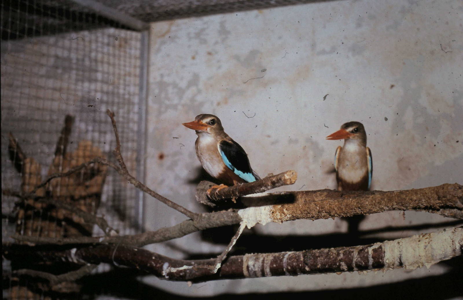 Grey-headed kingfishers