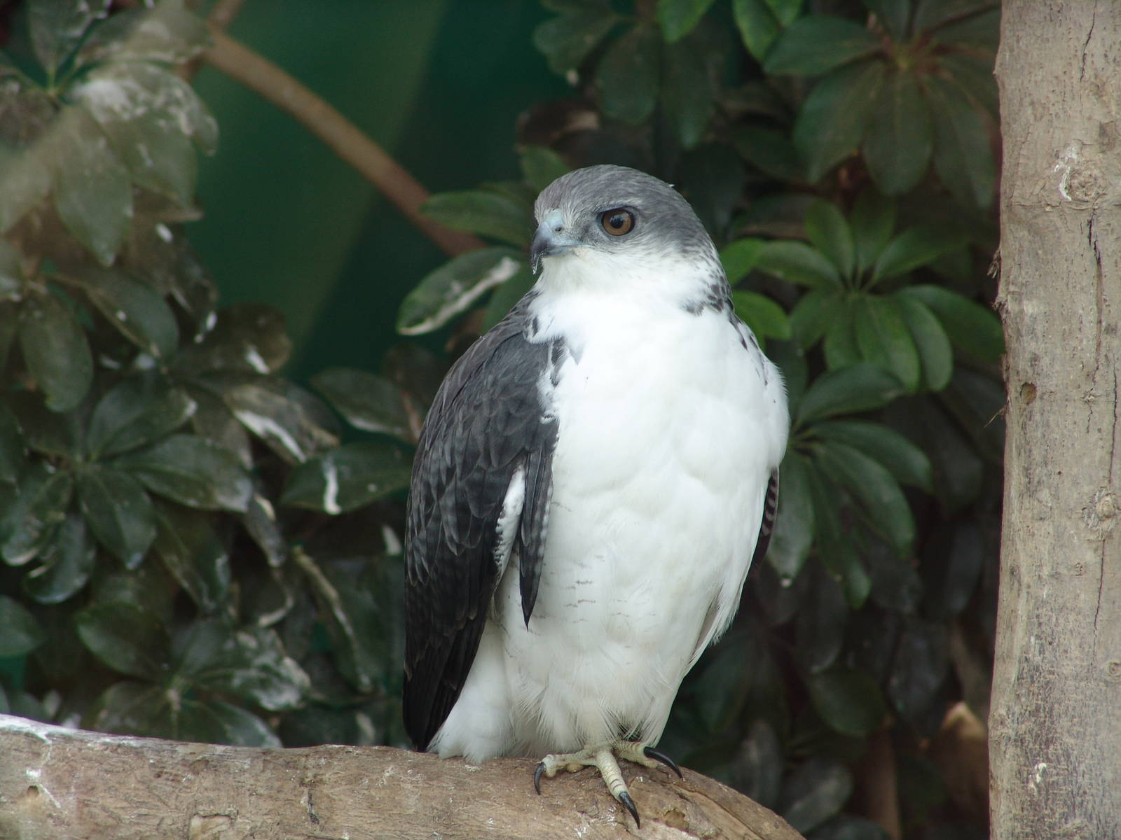 Grey-headed Kite (Leptodon cayanensis)???