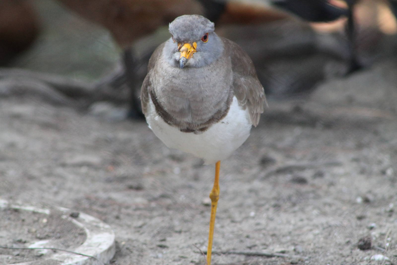 Grey-headed Lapwing (Vanellus cinereus)