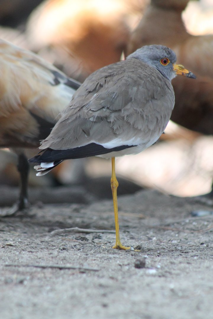 Grey-headed Lapwing (Vanellus cinereus)