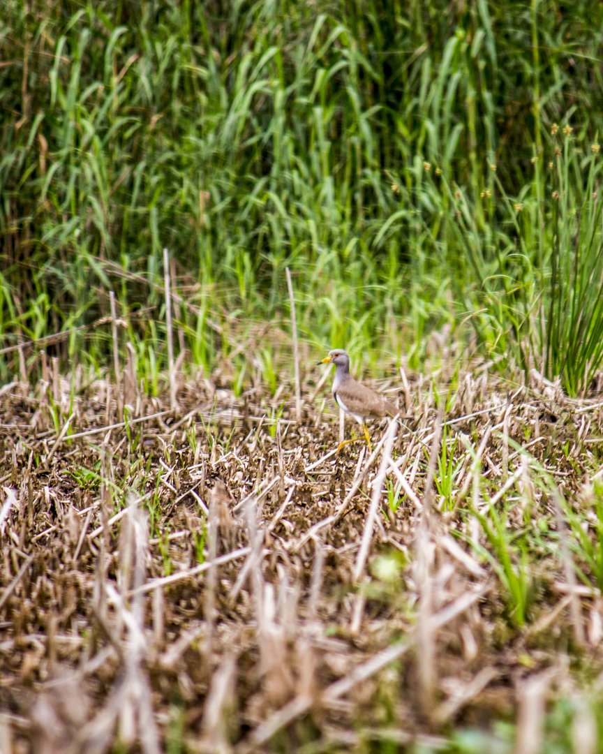 Grey-headed lapwing, Vanellus cinereus