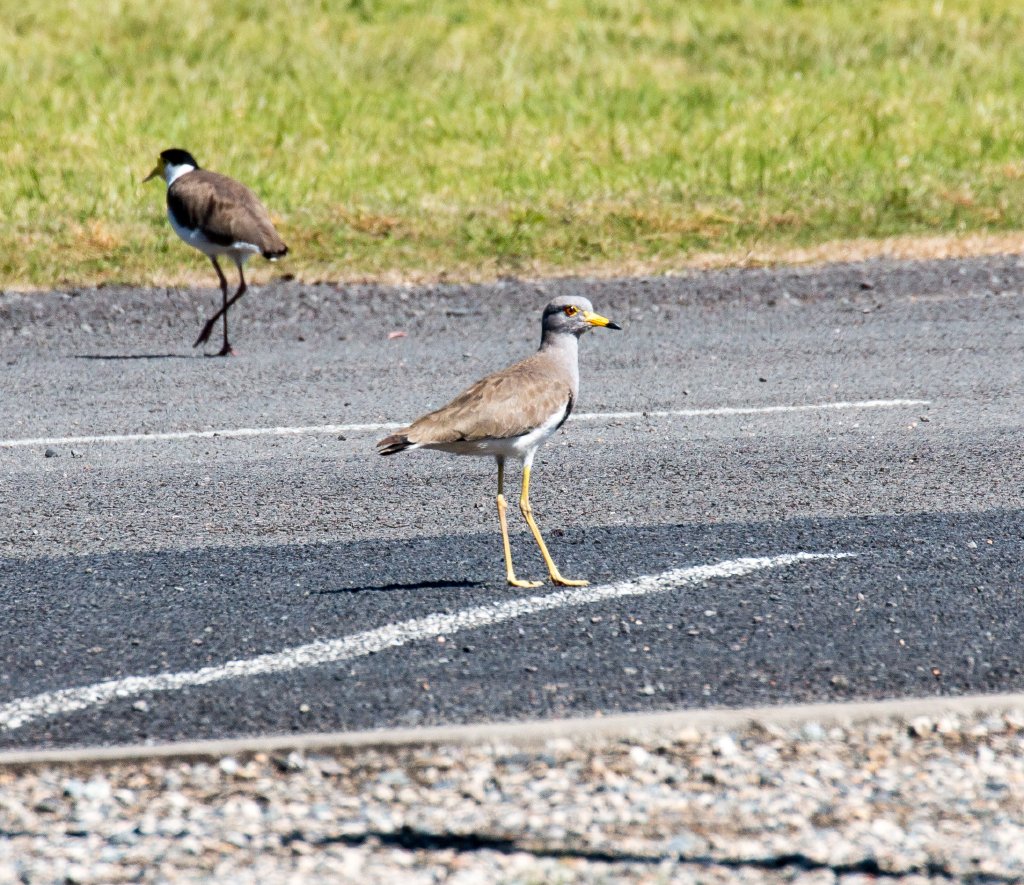 Grey-headed Lapwing