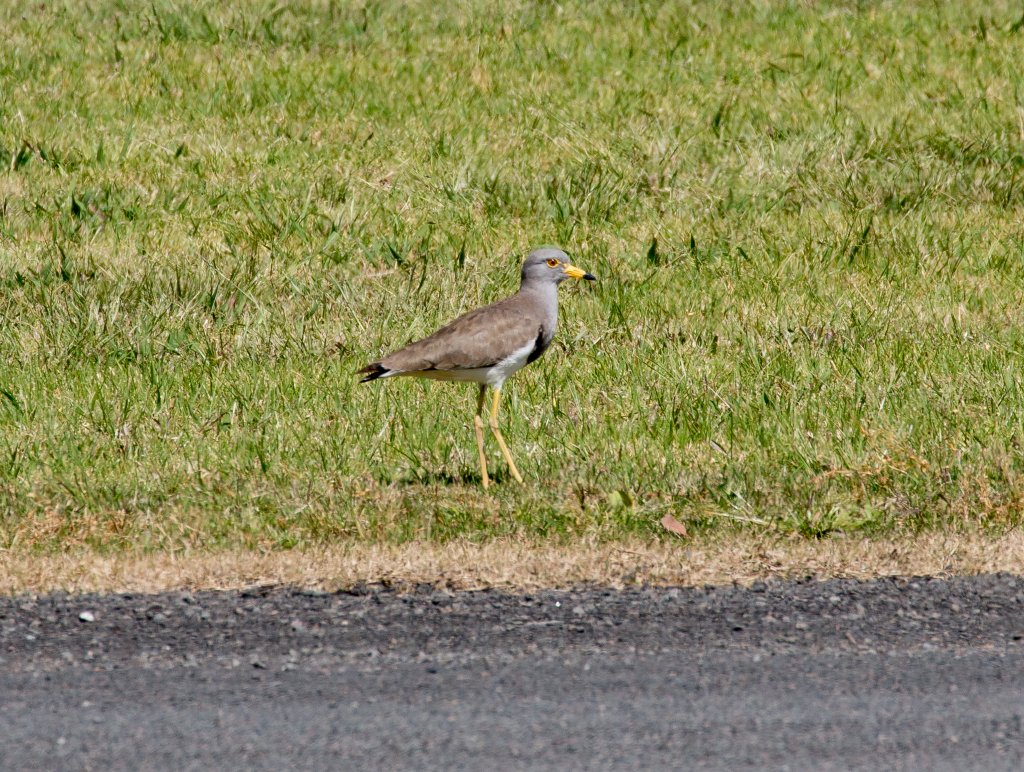 Grey-headed Lapwing