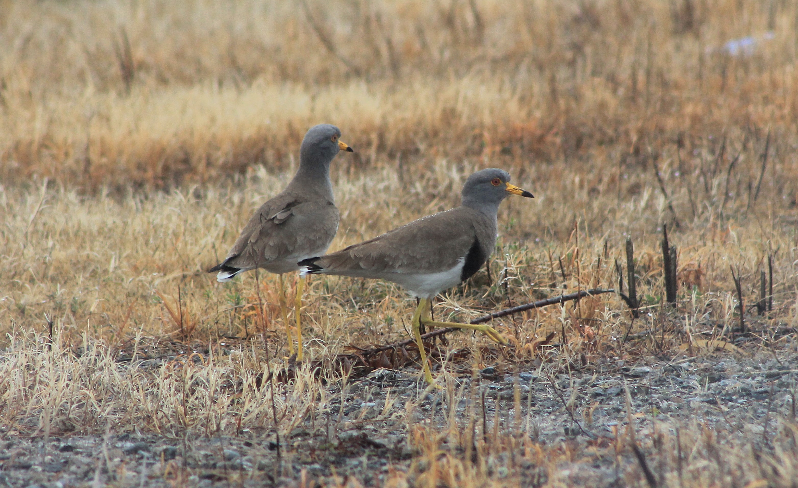 Grey-headed Lapwings (Vanellus cinereus)