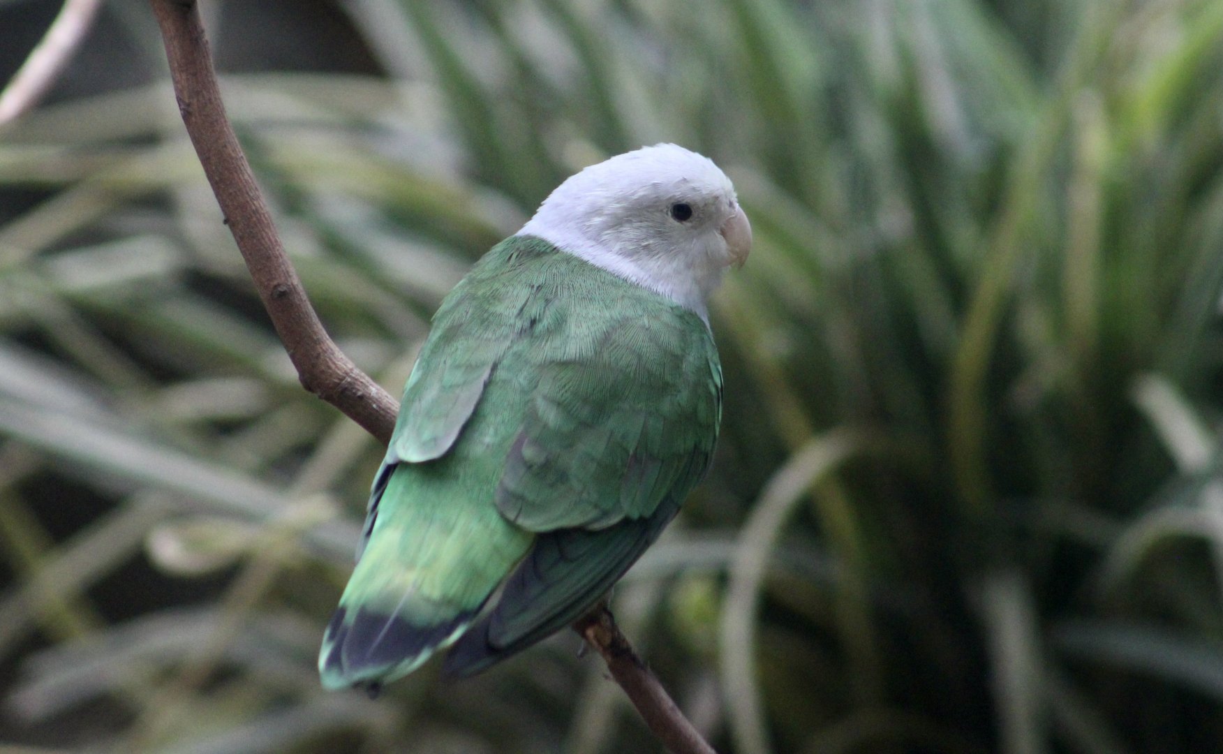 Grey-Headed Lovebird (Agapornis canus) male