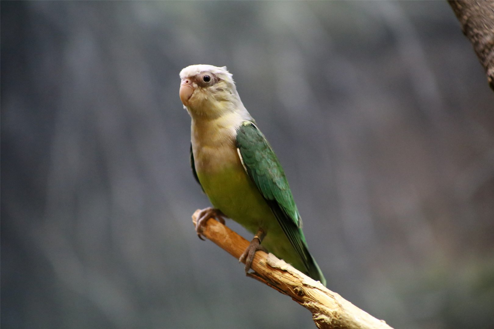 Grey-headed Lovebird (Agapornis canus)