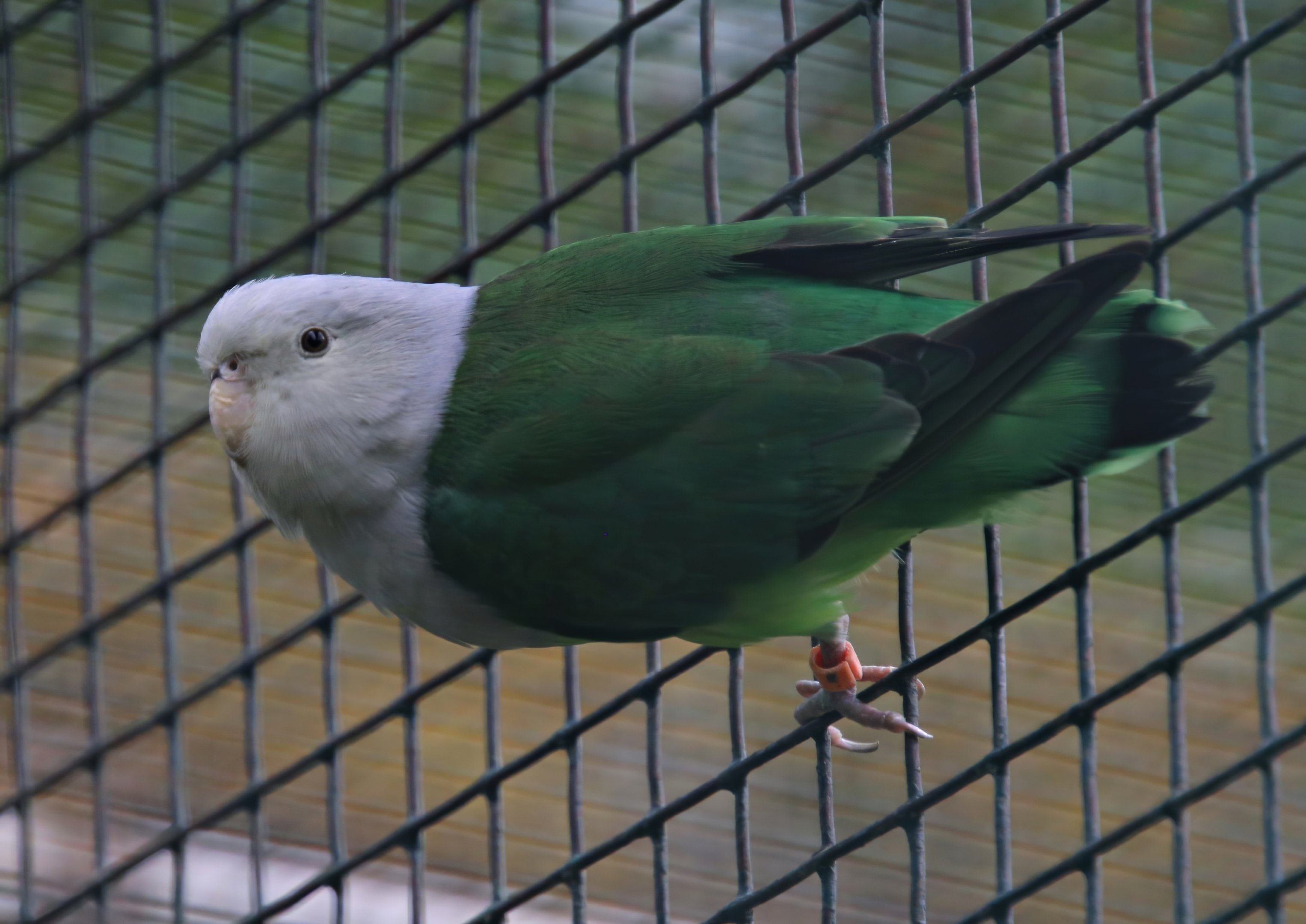 Grey-headed lovebird (Agapornis canus)