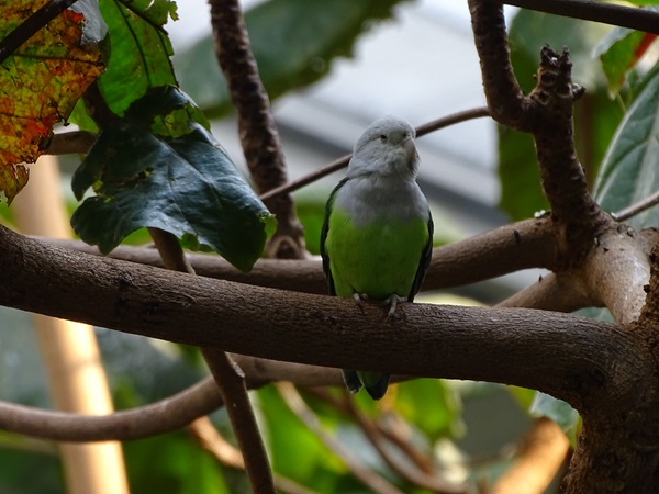 Grey-headed lovebird (Agapornis canus)
