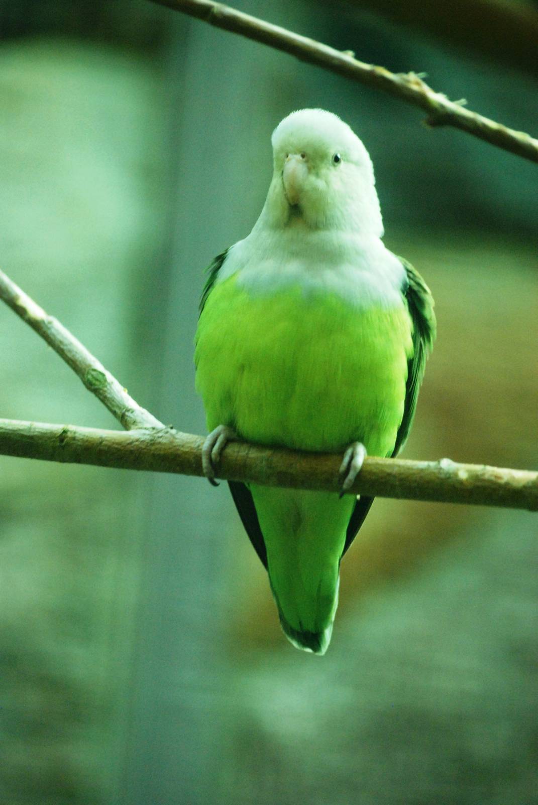 Grey-headed Lovebird at Walsrode, 22/03/13