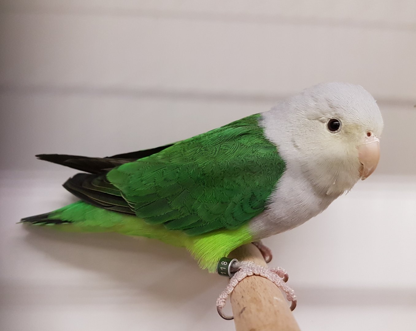 Grey-headed lovebird - male