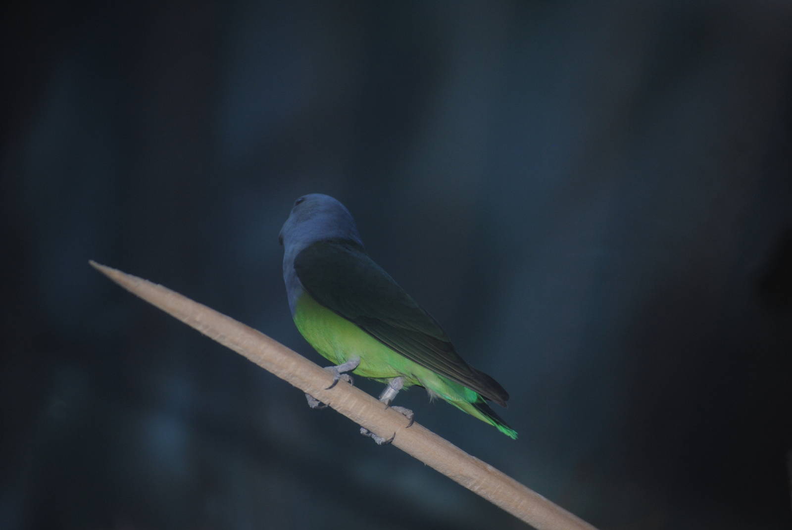 Grey-Headed Lovebird