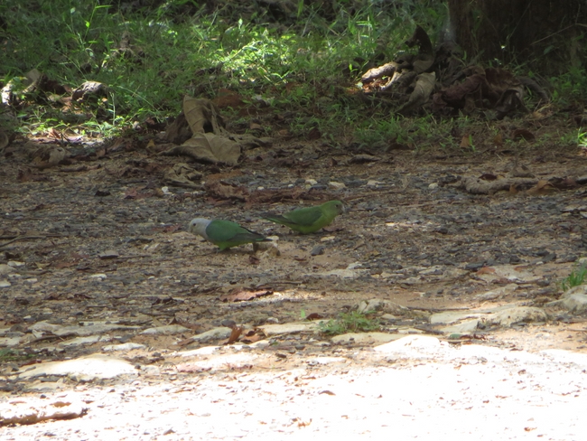 Grey-headed lovebird