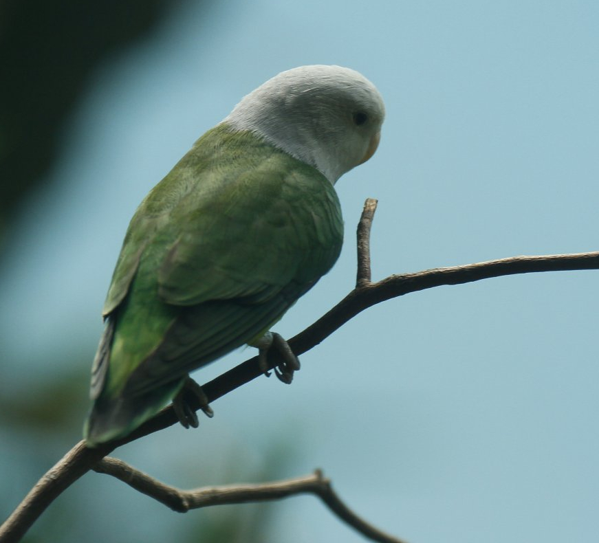 Grey-headed lovebird
