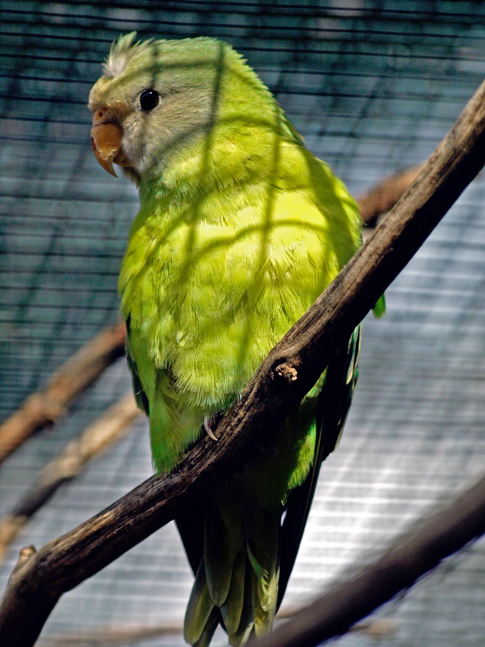 Grey-headed lovebird