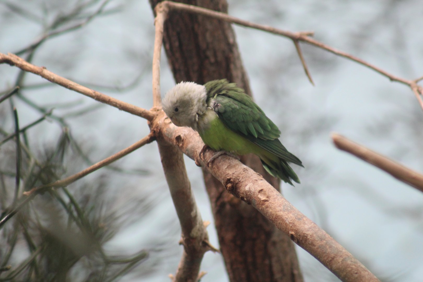 Grey-Headed Lovebird