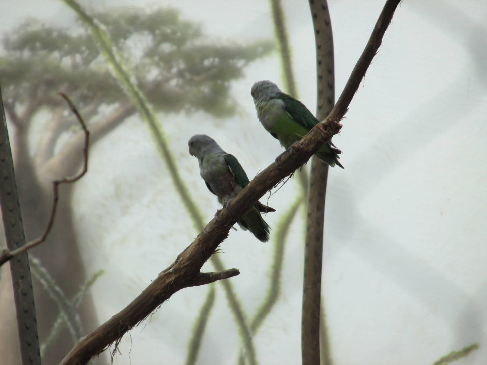 grey headed lovebirds bronx zoo