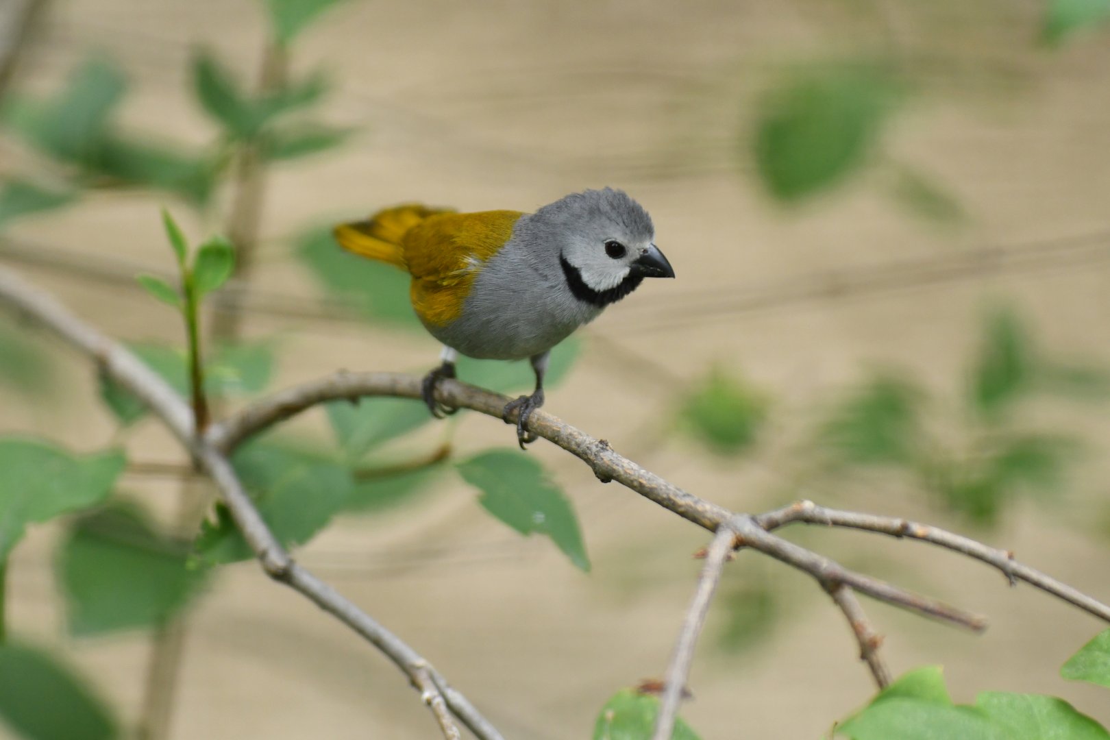 Grey-headed oliveback (Nesocharis capistrata)