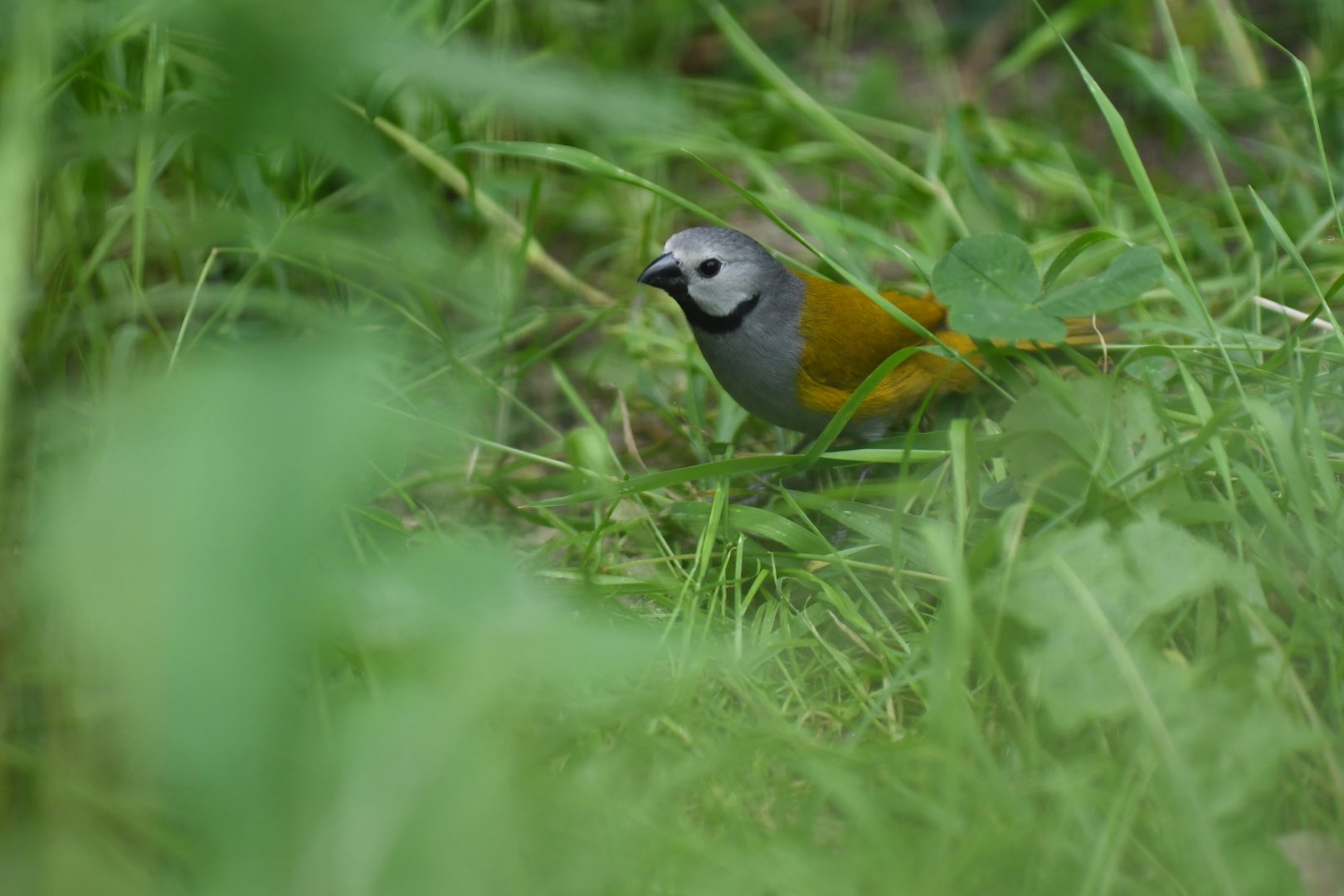 Grey-headed oliveback (Nesocharis capistrata)