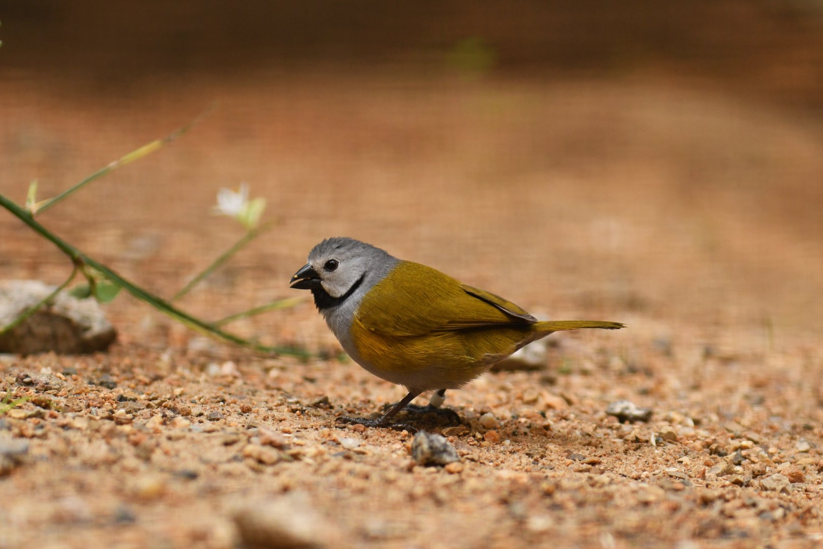 Grey-headed oliveback (Nesocharis capistrata)