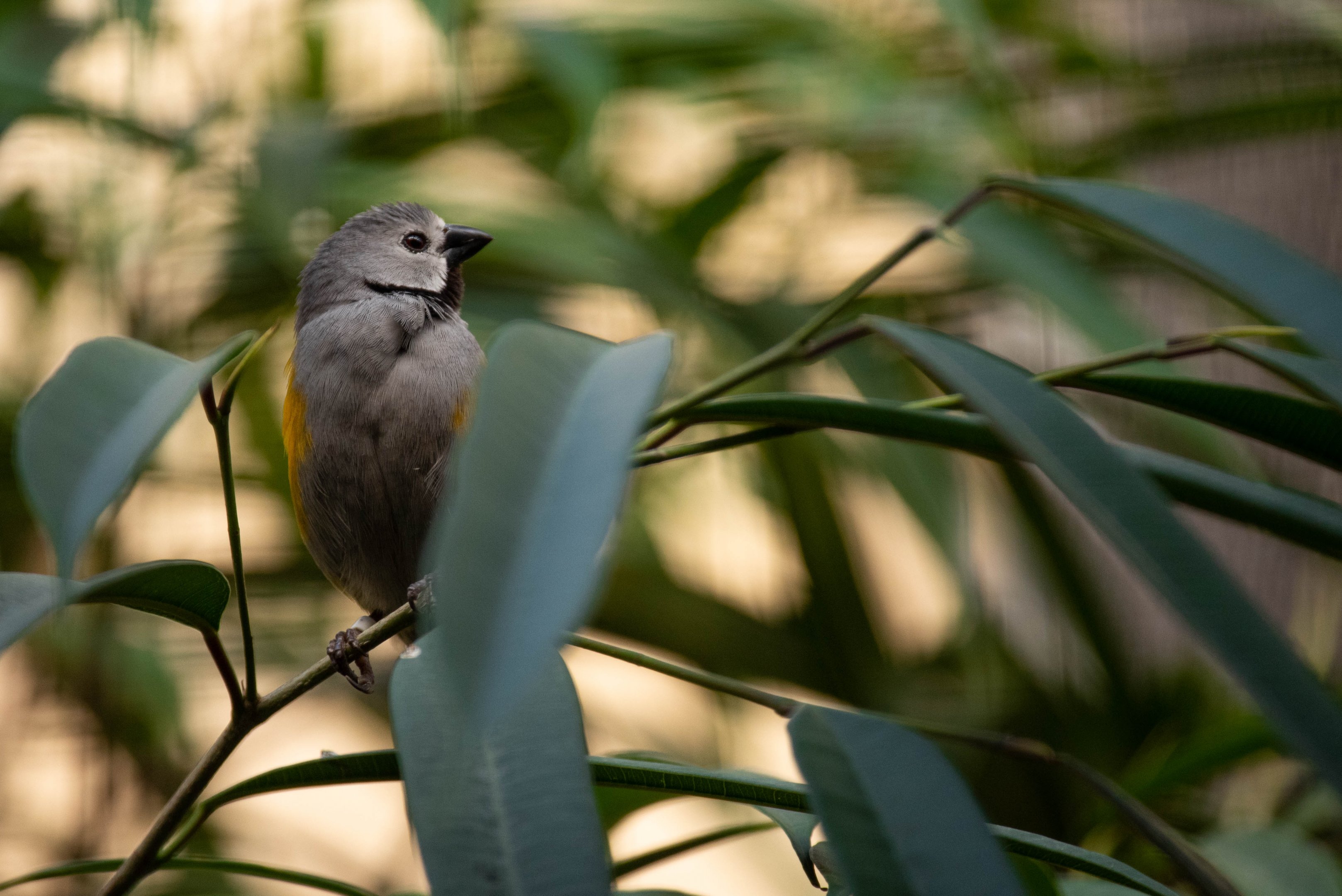 Grey-headed oliveback - Nesocharis capistrata