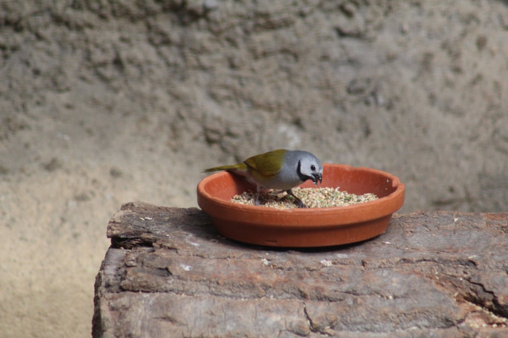 Grey-Headed Oliveback