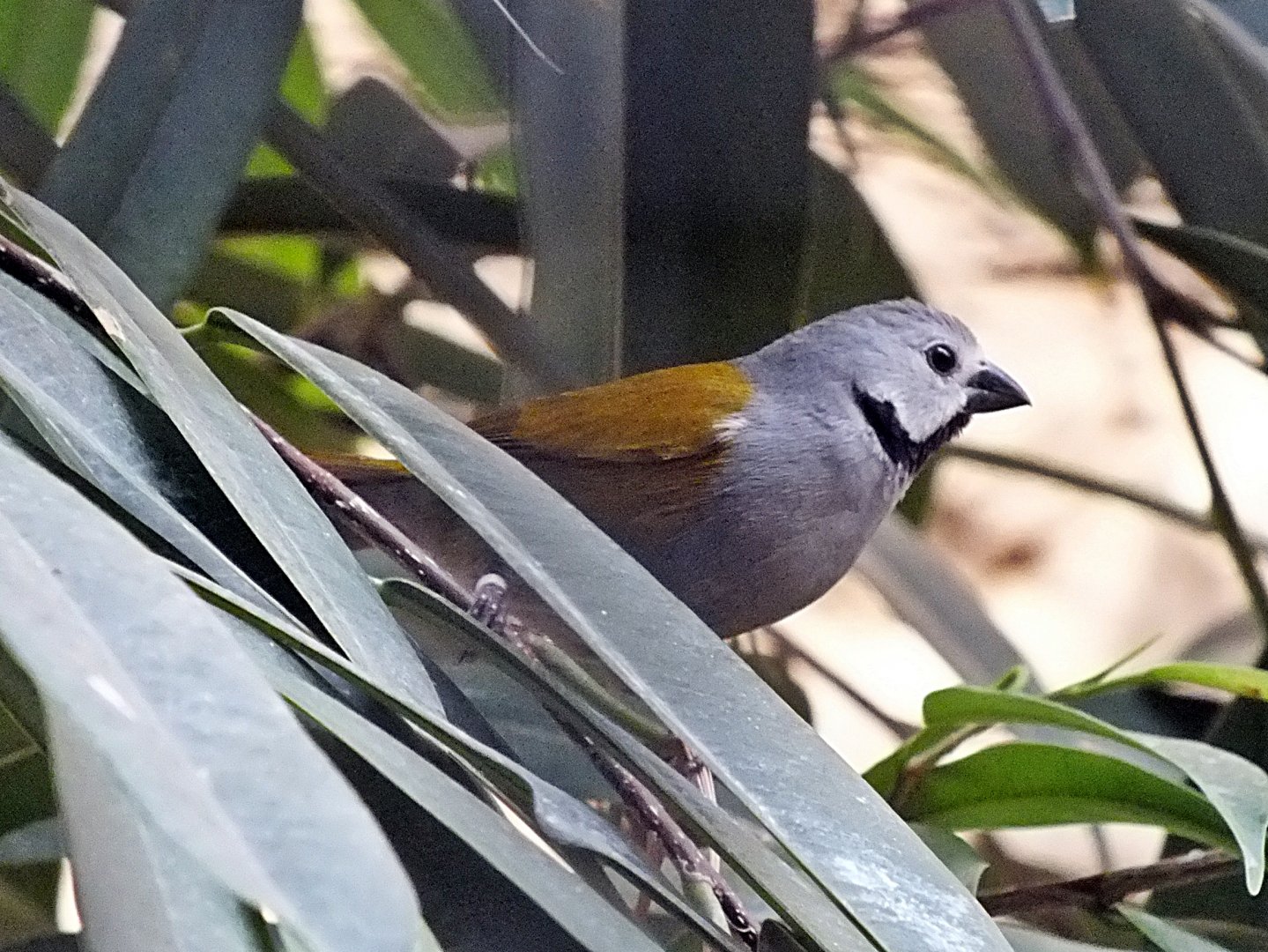 Grey-headed oliveback
