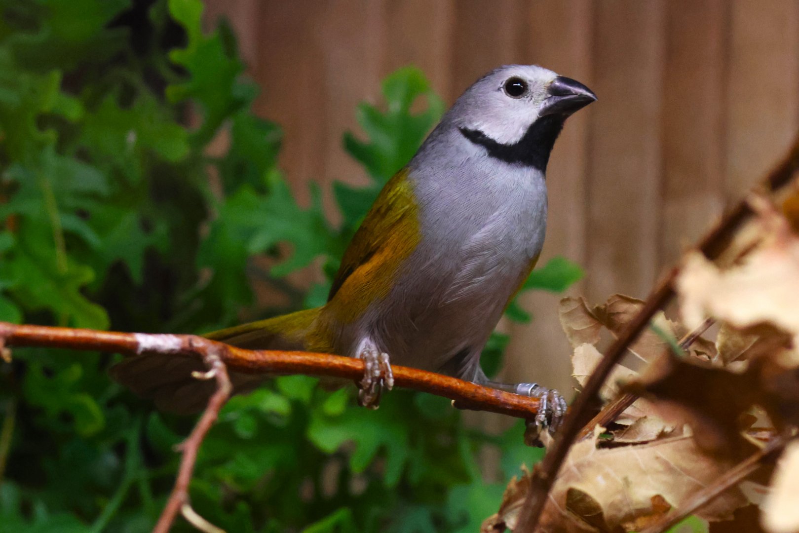 Grey-headed oliveback