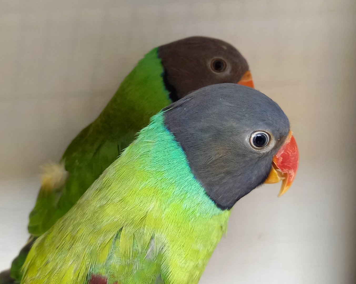 Grey-headed or Finsch's parakeet - Psittacula finschii