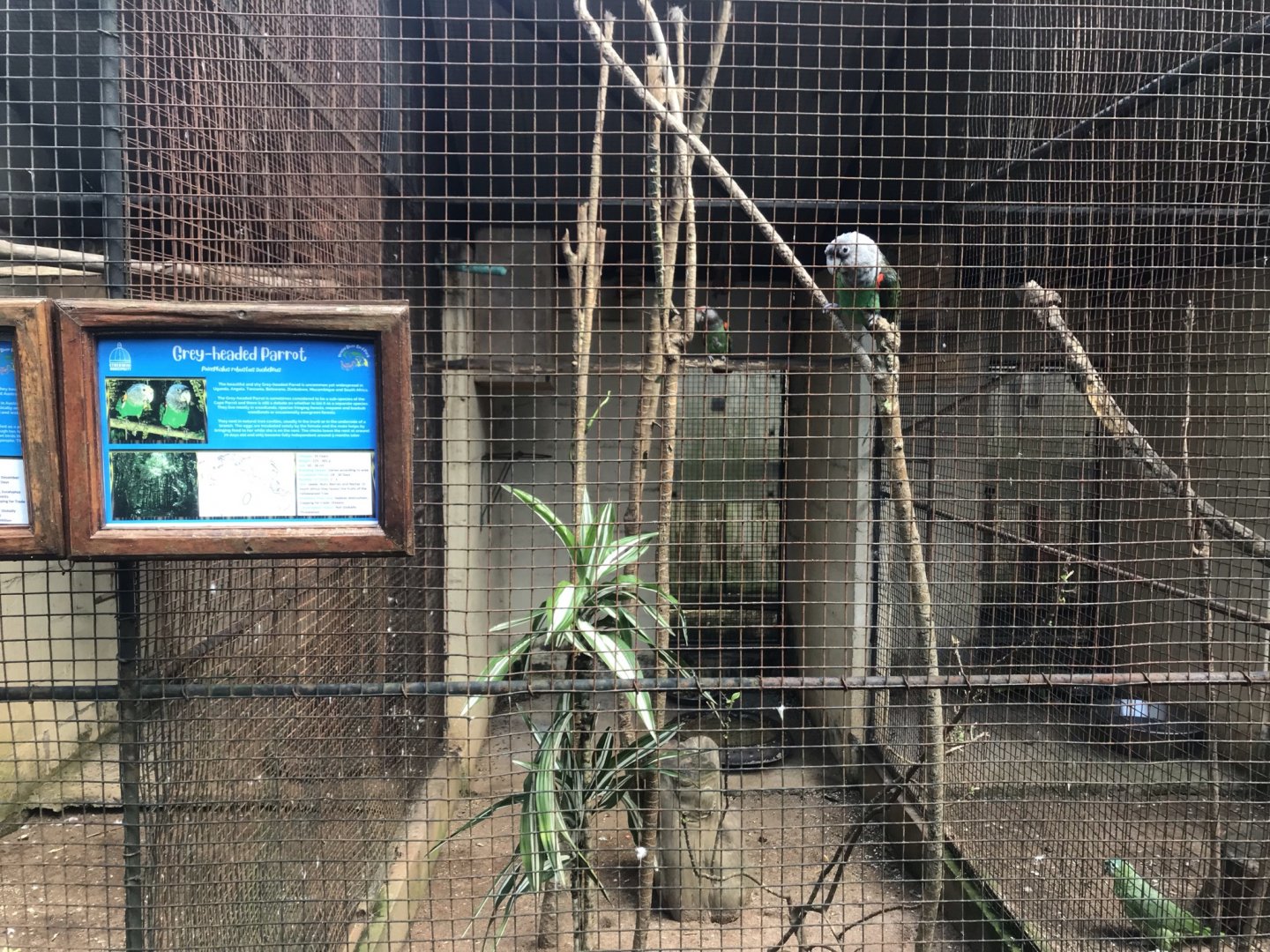 Grey-Headed Parrot Exhibit