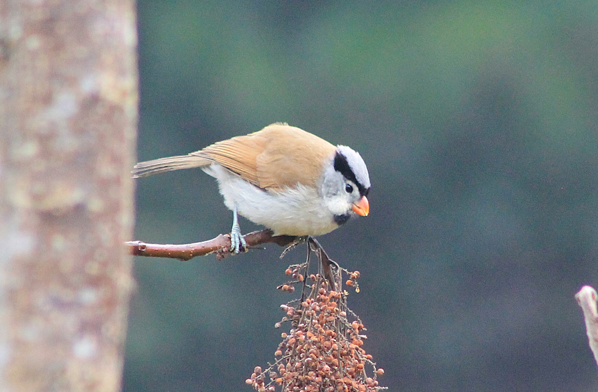 Grey-headed Parrotbill (Paradoxornis gularis)
