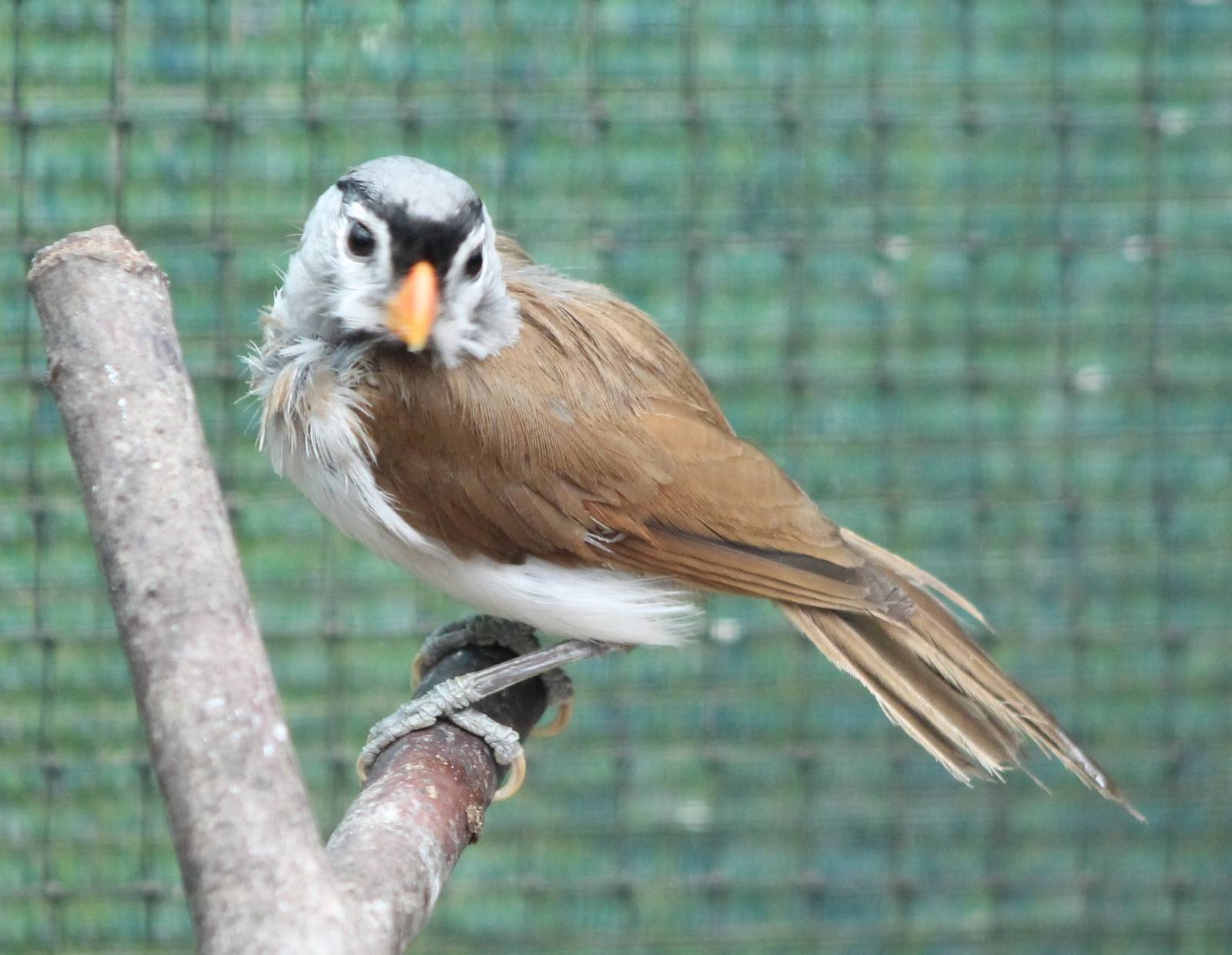 Grey-headed parrotbill