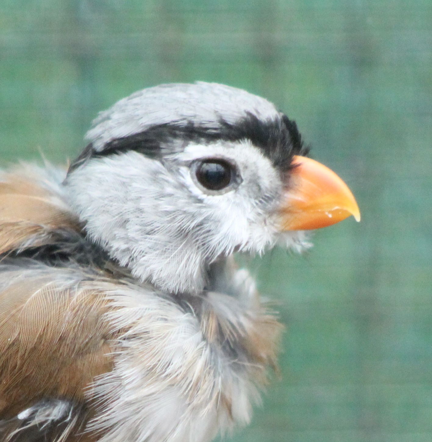 Grey-headed parrotbill