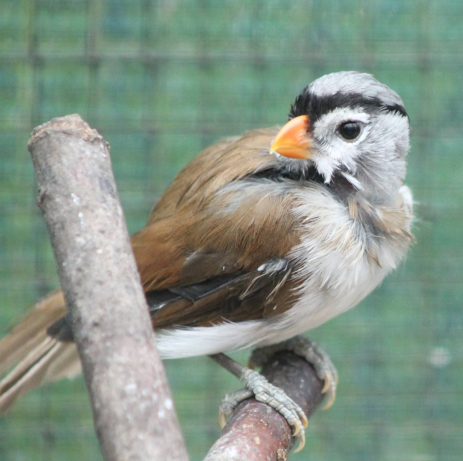Grey-headed parrotbill