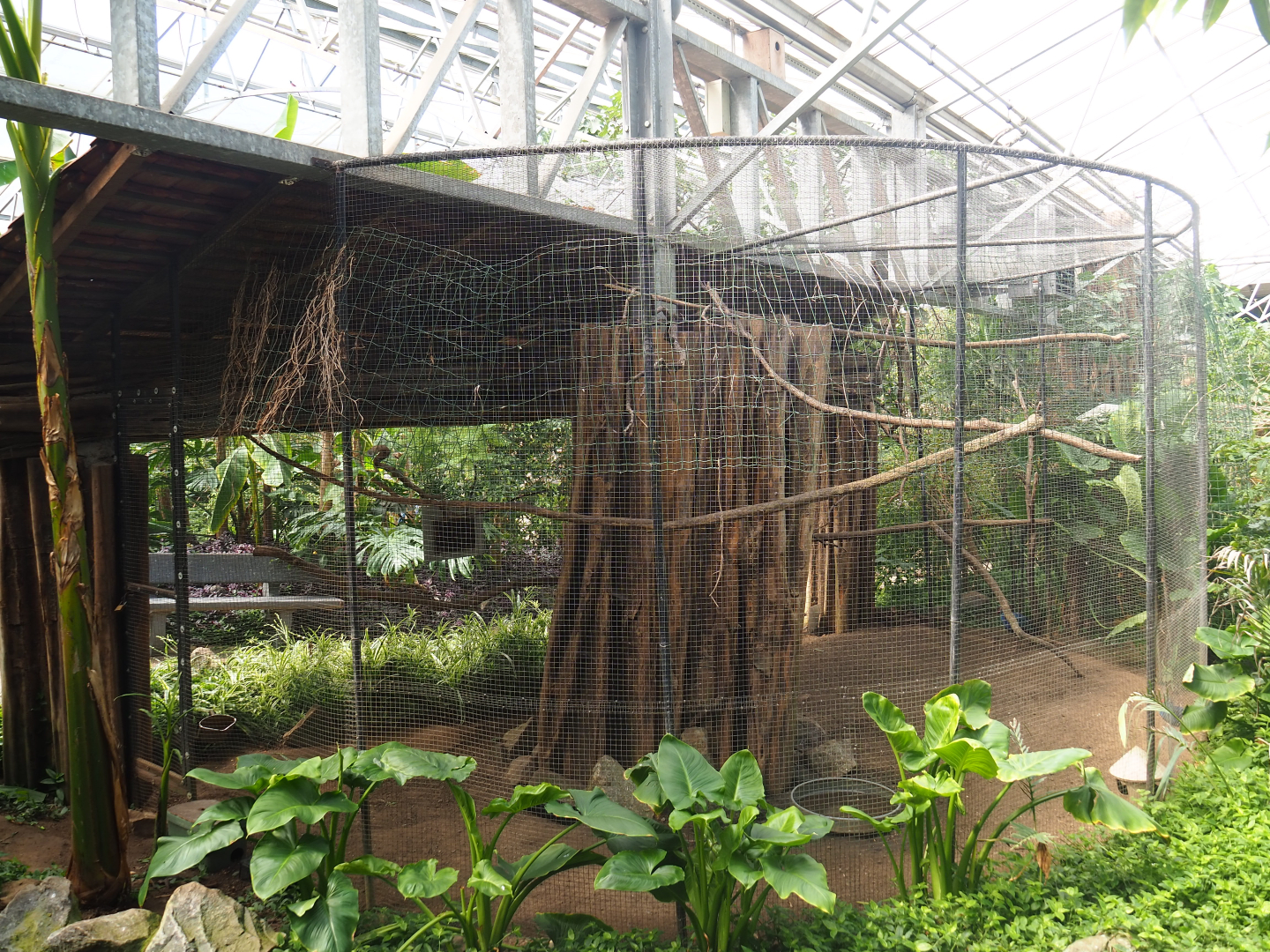 Grey-headed purple swamphen aviary, 2019-08-04