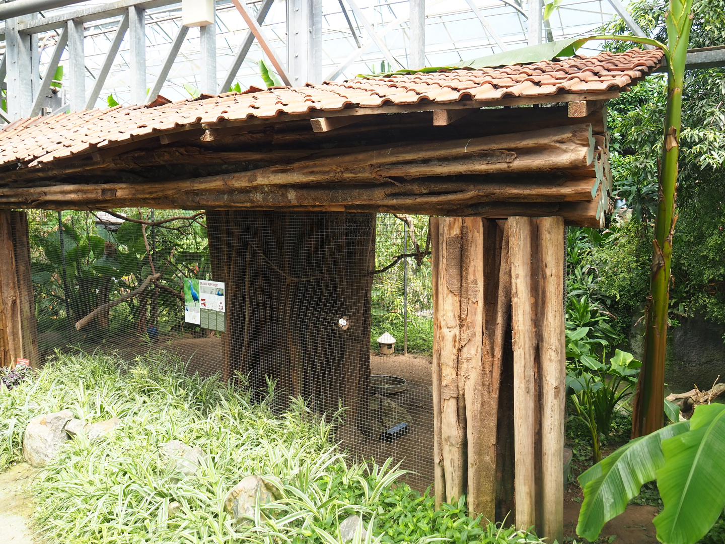 Grey-headed purple swamphen aviary, 2019-08-04