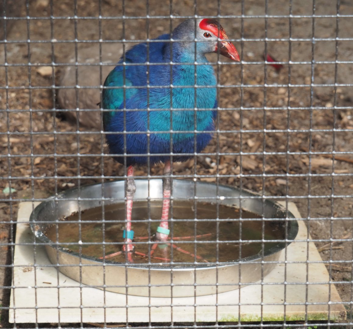 Grey-headed purple swamphen (Porphyrio poliocephalus), 2020-06-20