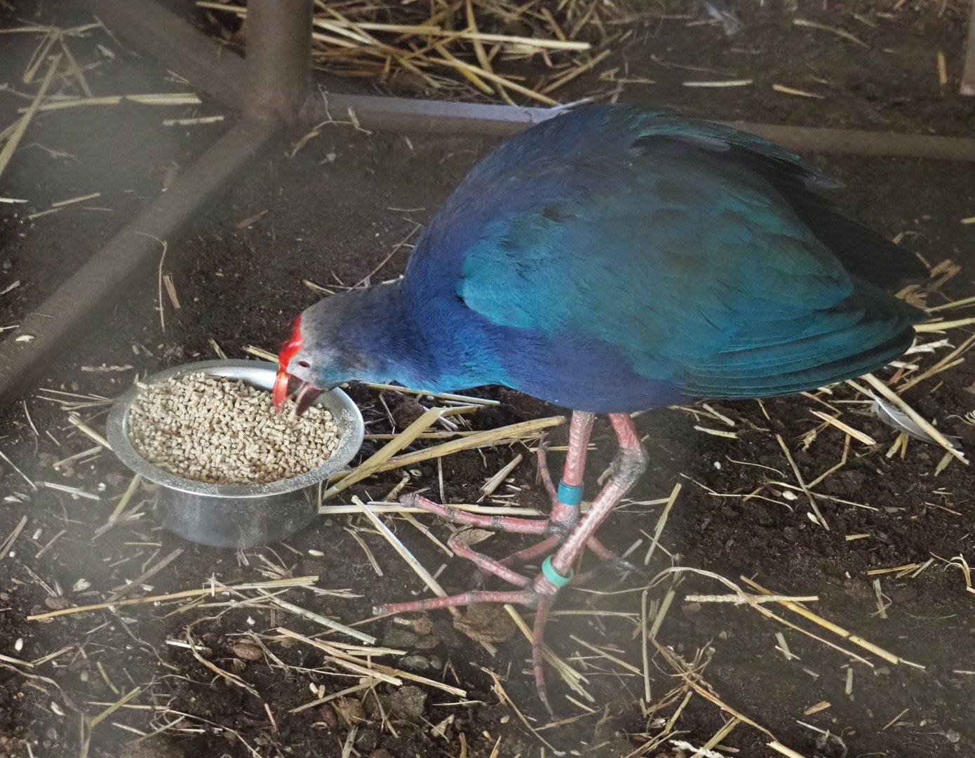 Grey-headed purple swamphen (Porphyrio poliocephalus), 2021-06-15