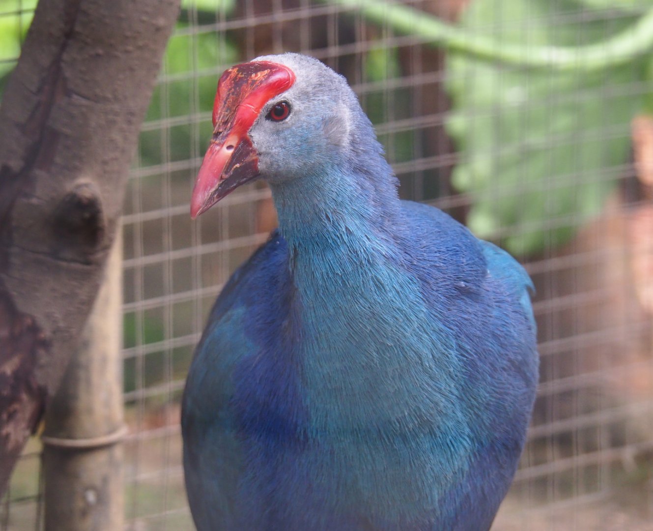 Grey-headed purple swamphen (Porphyrio porphyrio poliocephalus), 2019-08-04